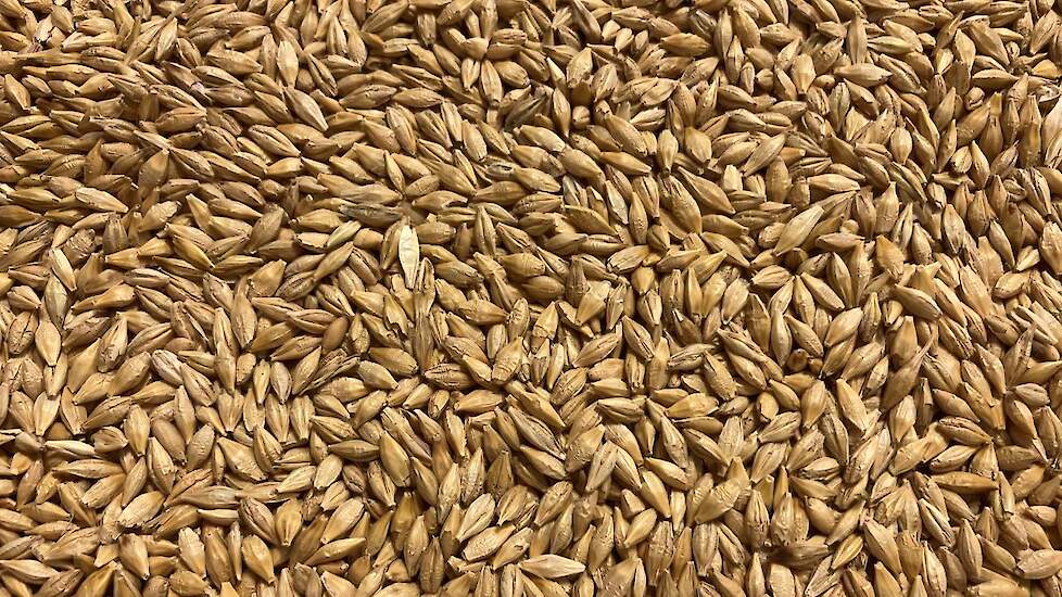 Science to Share | Kan het eten van gerst voorkomen dat kinderen te dik ...